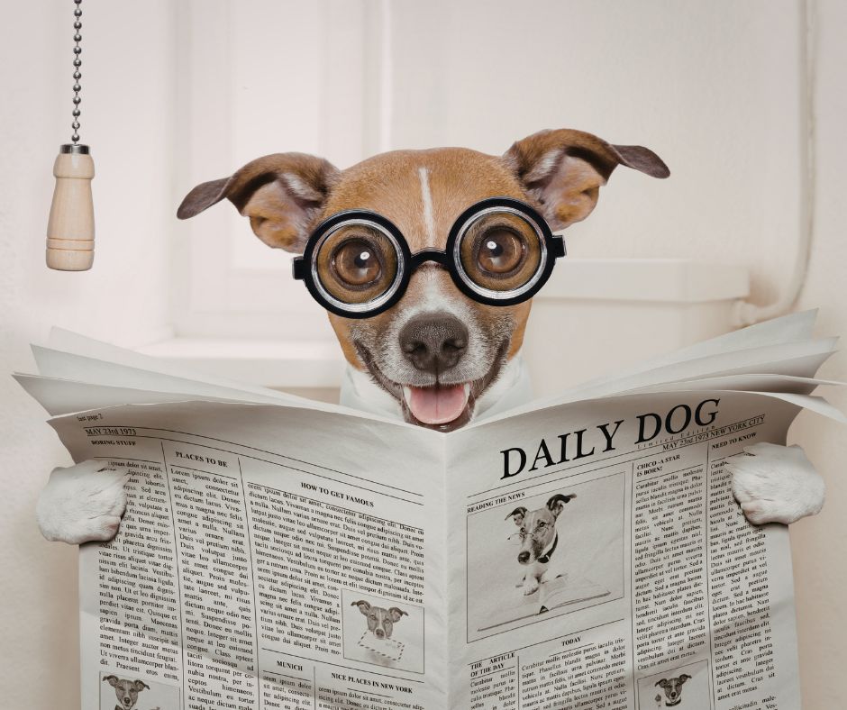 ¿Cómo elegir la mejor Residencia para Perros? residencia para perros