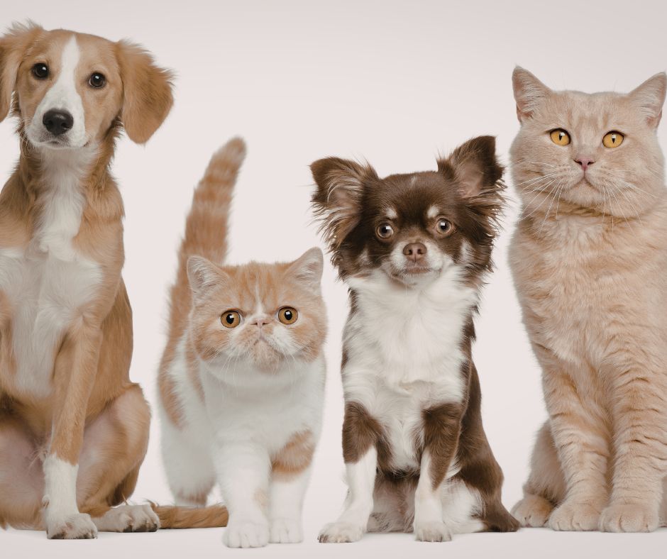 Animales para tener en casa: cuál elegir si hay niños animales para tener en casa