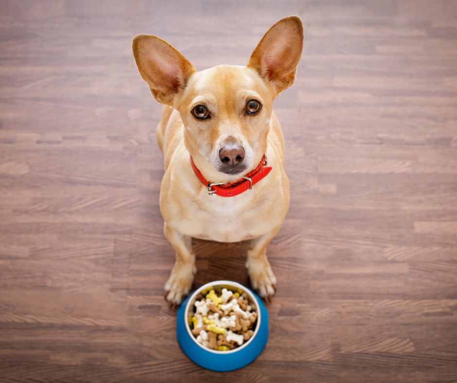 Las mejores comidas para perro: cómo elegir la alimentación correcta mejores comidas para perro