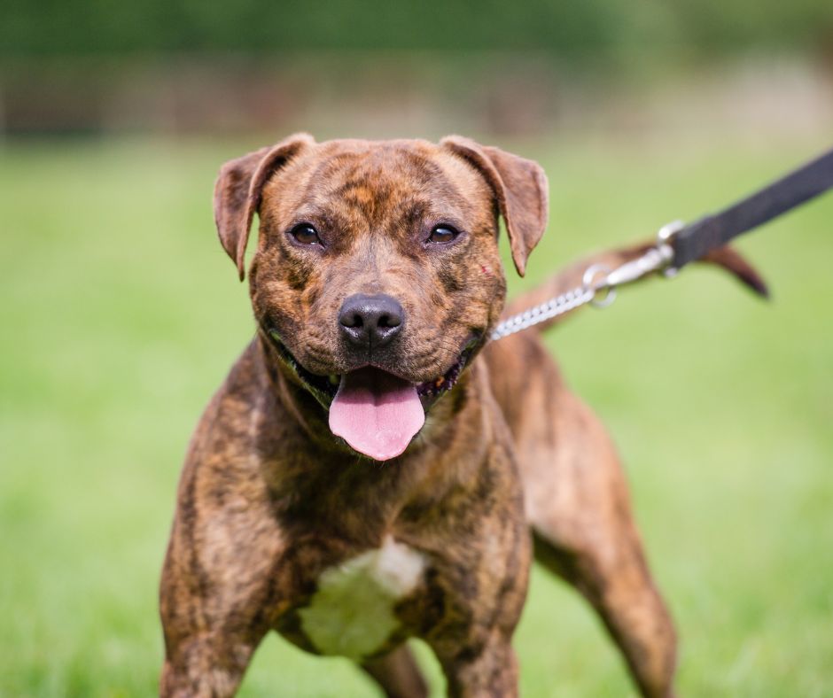 Perros potencialmente peligrosos: qué dice la ley perros potencialmente peligrosos