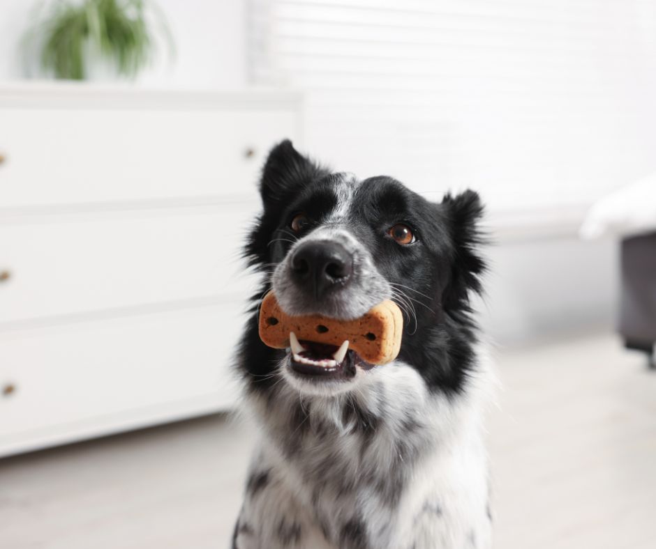 Snacks naturales para perros: ideas saludables para premiarlos sin descuidar su alimentación snacks naturales para perros