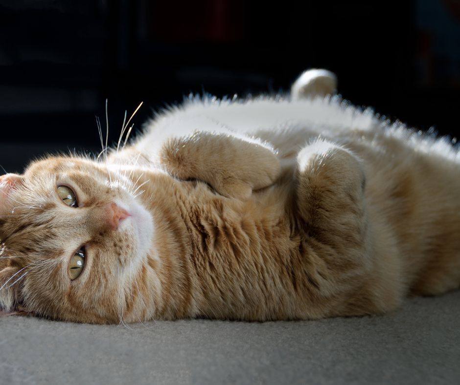 ¿Por qué mi gato tiene la barriga colgando? No siempre significa que tenga sobrepeso por qué mi gato tiene la barriga colgando