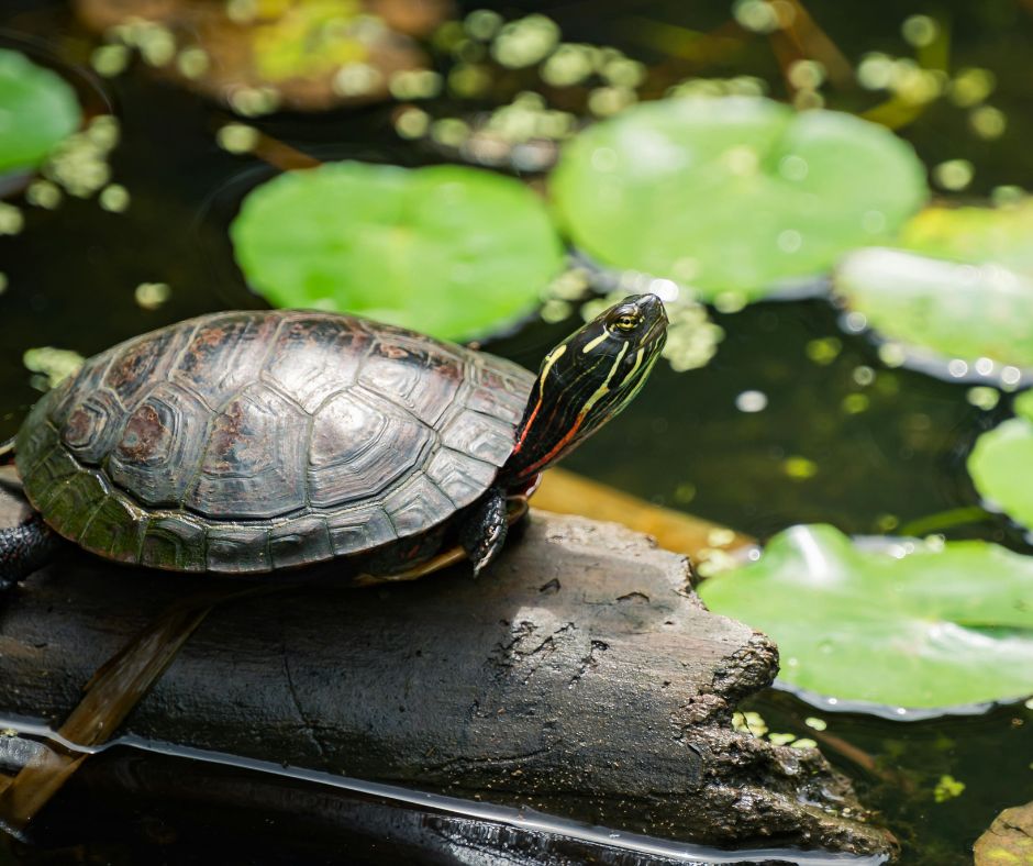 cuidados tortuga de agua