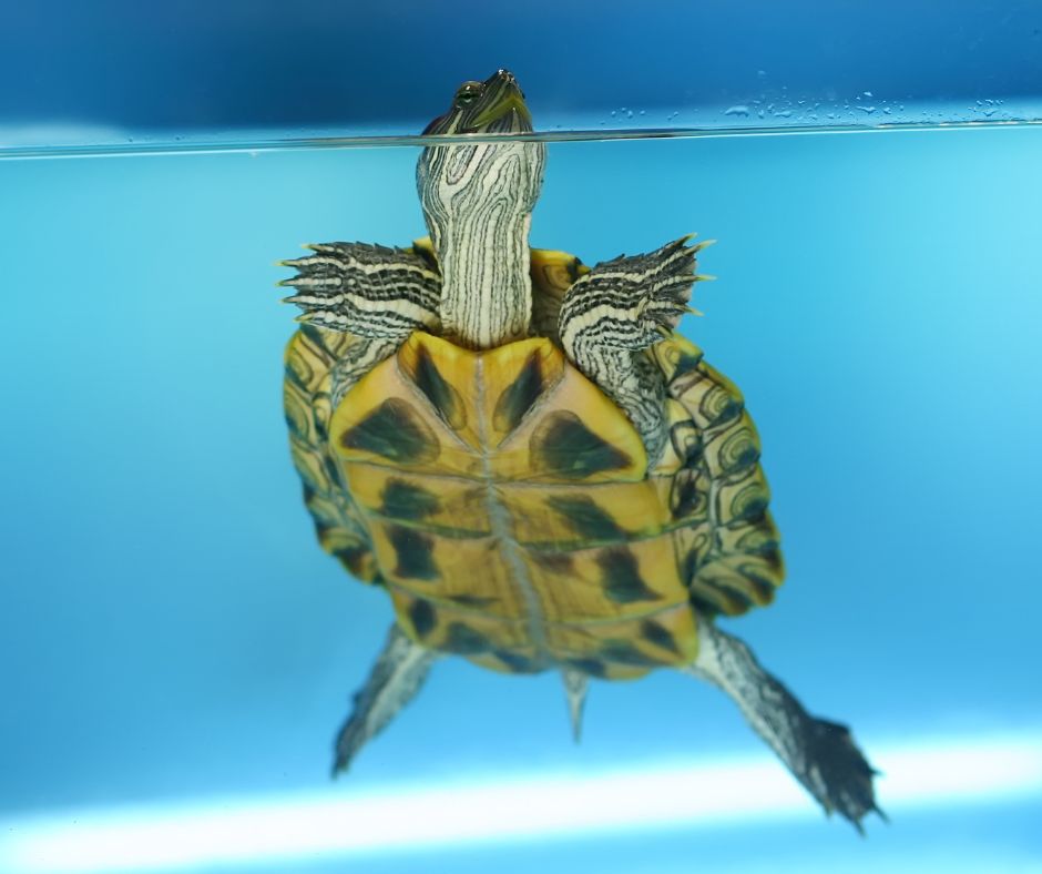 cuidados tortuga de agua
