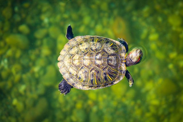 A vibrant turtle swimming gracefully in clear water, showcasing its detailed shell.